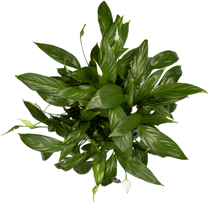 Plant | Medien-Macher